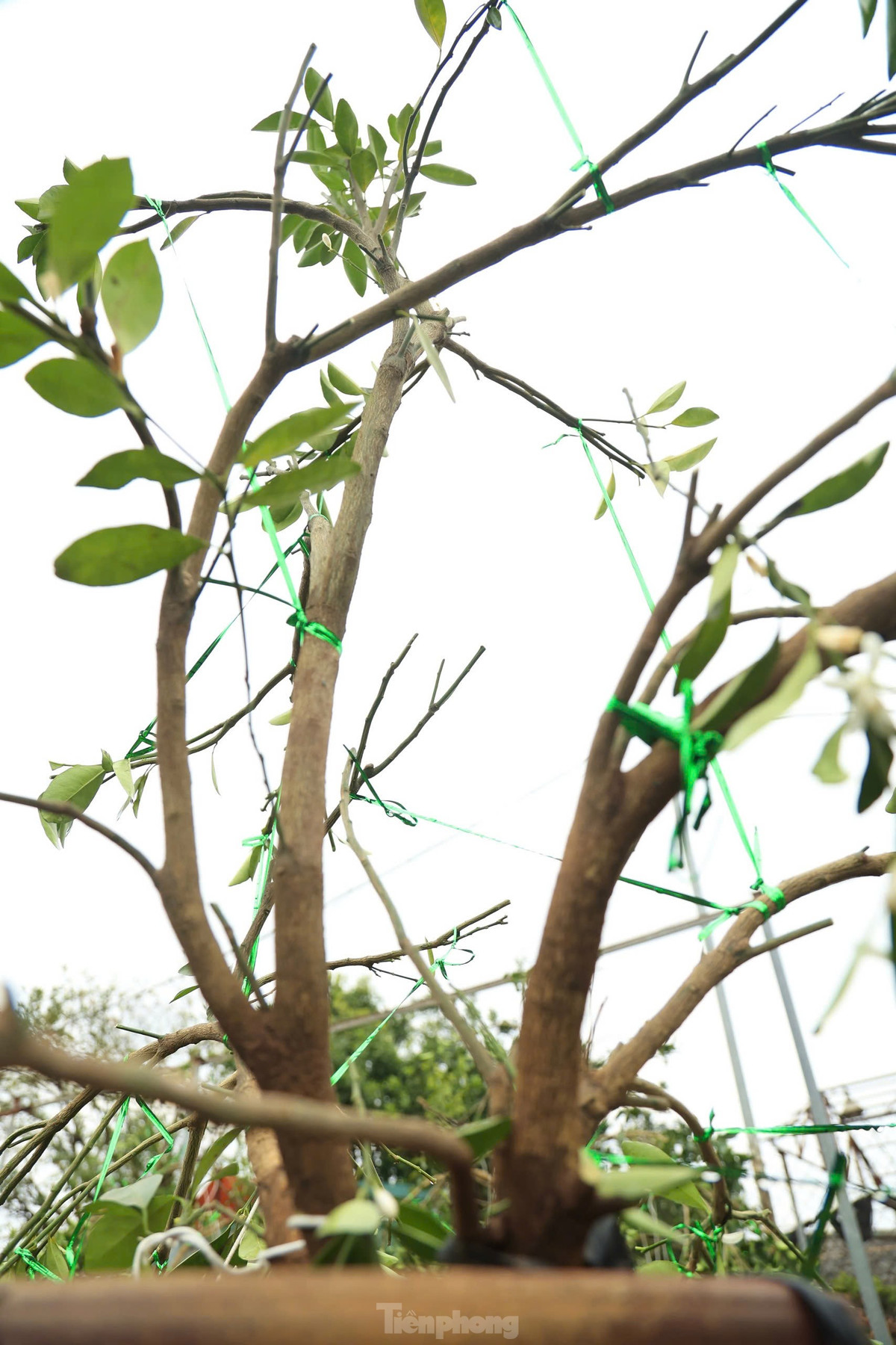 "Tạo dáng quất cảnh khó nhất là dựa vào thế của ngọn để uốn cành sao cho các cành, các nhánh quất vào đúng hướng, không làm gãy cành", anh Dũng thợ thâm niên lâu năm trong nghề chia sẻ.