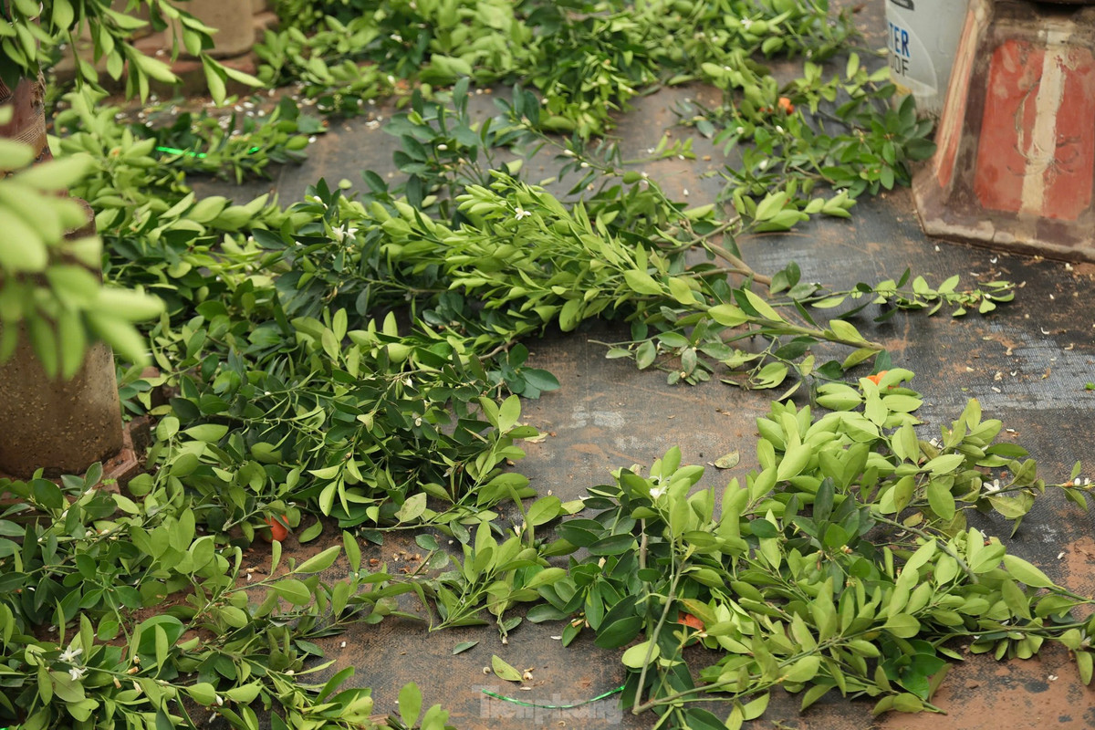 Cuối tháng Giêng thời tiết nồm ẩm, mưa xuân là thời điểm lý tưởng cho những nhà vườn quất Tứ Liên (Tây Hồ, Hà Nội) hối hả bắt tay vào vụ mới.