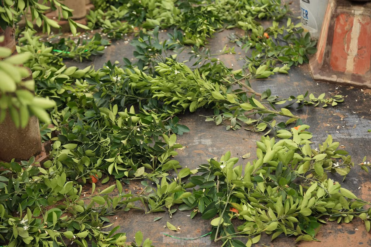 Cuối tháng Giêng thời tiết nồm ẩm, mưa xuân là thời điểm lý tưởng cho những nhà vườn quất Tứ Liên (Tây Hồ, Hà Nội) hối hả bắt tay vào vụ mới.