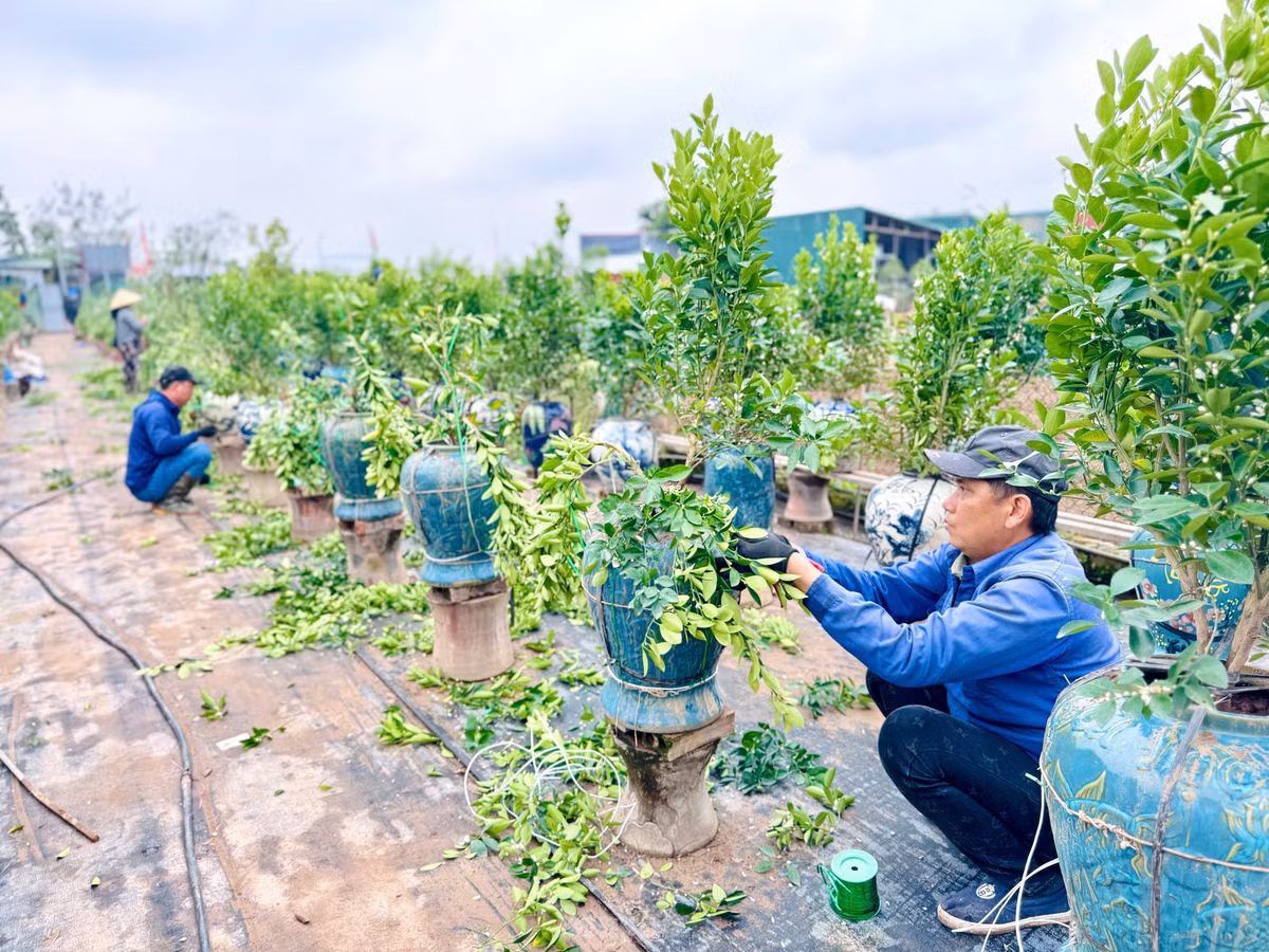 Các nhà vườn ở Tứ Liên đã mời những người có tay nghề quê Hưng Yên về gò thế, tạo dáng cho quất cảnh.