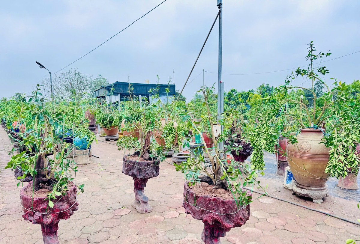 Không chỉ quất cảnh, những người thợ vườn còn chỉnh sửa các loại cây cảnh khác như sanh, si, lộc vừng… Do số lượng người có tay nghề cao không nhiều nên họ luôn bận rộn quanh năm, thu nhập mỗi người đạt 10 - 15 triệu đồng/tháng.