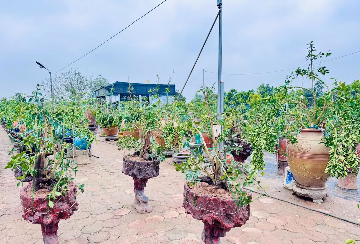 Không chỉ quất cảnh, những người thợ vườn còn chỉnh sửa các loại cây cảnh khác như sanh, si, lộc vừng… Do số lượng người có tay nghề cao không nhiều nên họ luôn bận rộn quanh năm, thu nhập mỗi người đạt 10 - 15 triệu đồng/tháng.