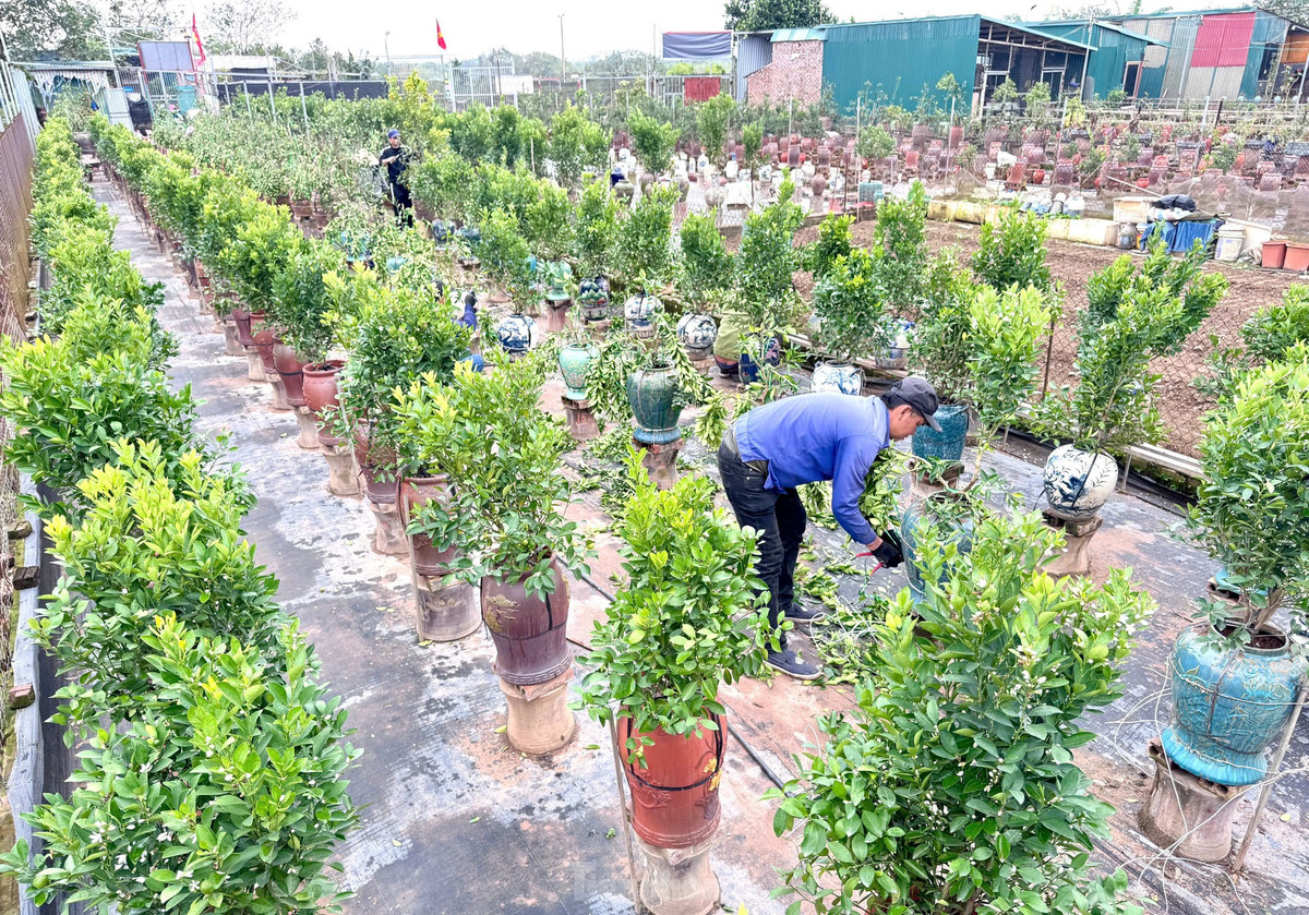 Sau cả tháng bị bứng khỏi đất vườn, để một gốc quất đã héo đâm chồi nảy lộc trở lại là một công việc không dễ dàng nên công đoạn cắt, uốn tỉa, tạo dáng các nhà vườn phải làm khẩn trương. "Chúng tôi thiếu người có kỹ thuật nên phải thuê các thợ vườn có tay nghề cao đến từ Hưng Yên làm cho kịp tiến độ, nắng lên là cây hỏng hết", một chủ nhà vườn chia sẻ.