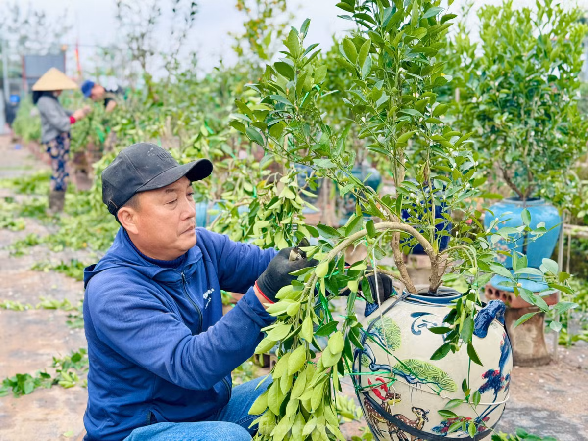 Với đồ nghề đơn sơ, nhỏ gọn, một cây kéo, một bó dây thép, nilong, bàn tay người thợ thoăn thoắt uốn, vít, cố định những cành, nhánh quất, biến những cây quất đang “thả dáng” tự do kết lại thành tán theo ý muốn.