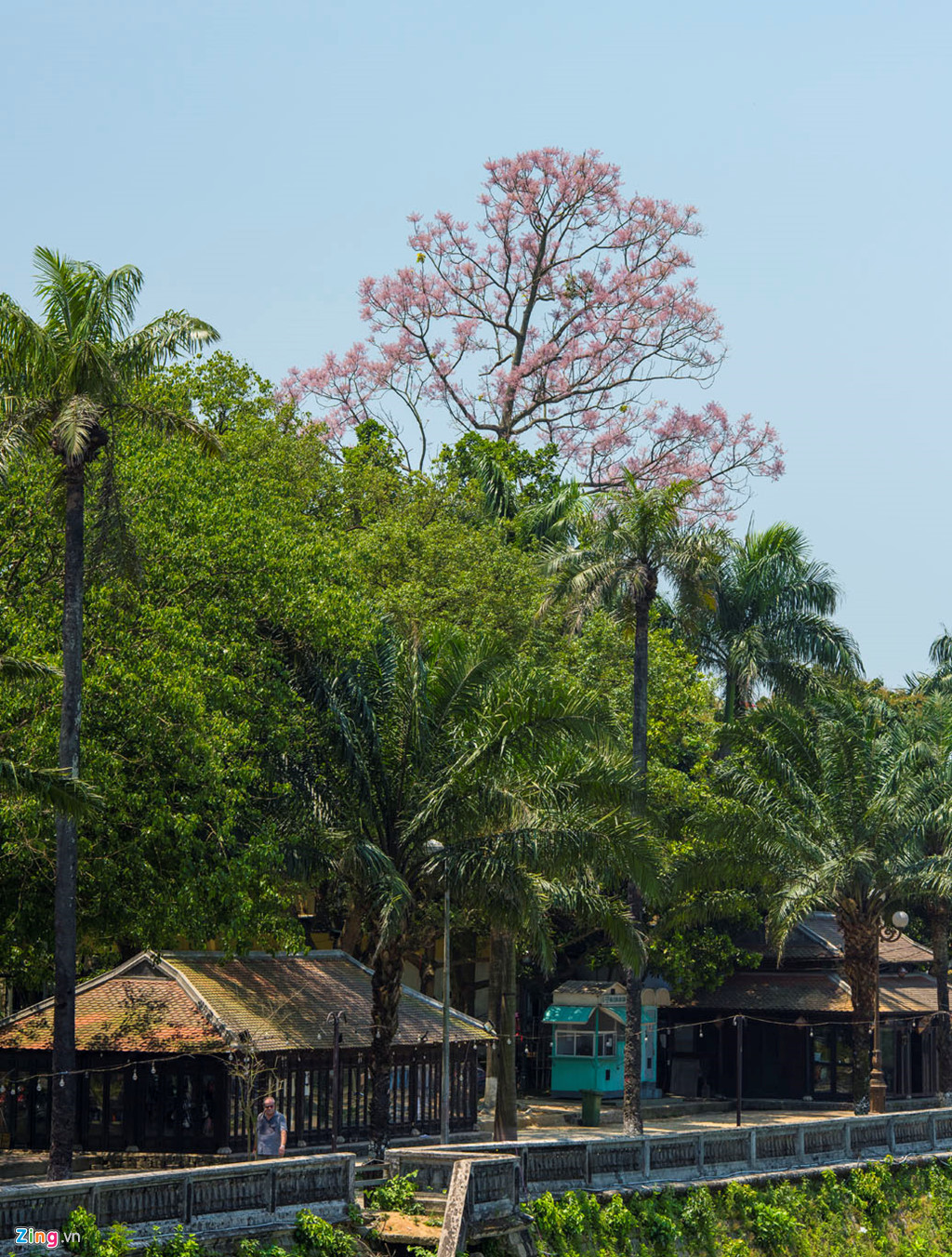 Tuy nhiên, rất khó để có thể nhìn cận cảnh những bông hoa ngô đồng ngay trên cây vì hoa mọc khá cao.