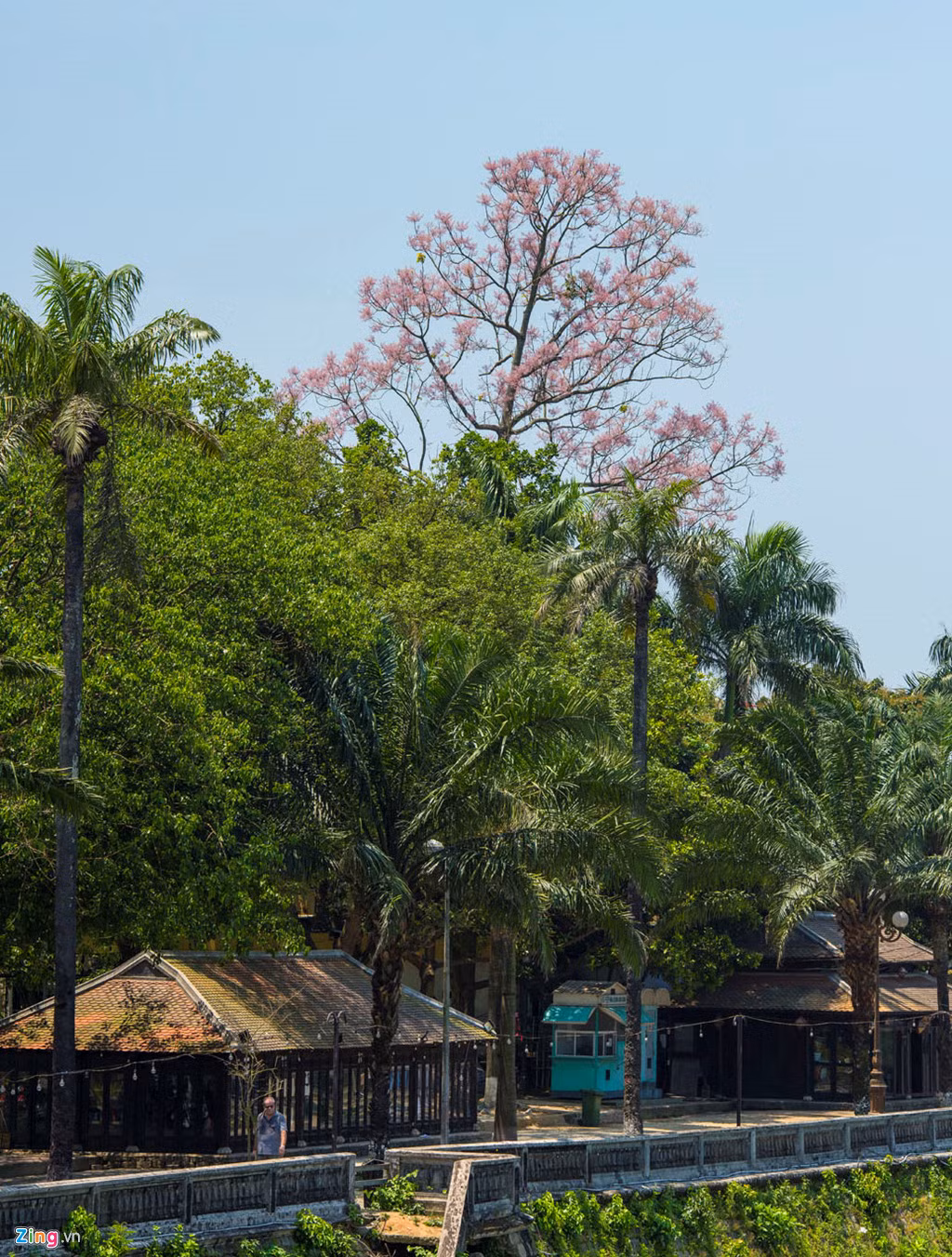 Tuy nhiên, rất khó để có thể nhìn cận cảnh những bông hoa ngô đồng ngay trên cây vì hoa mọc khá cao.