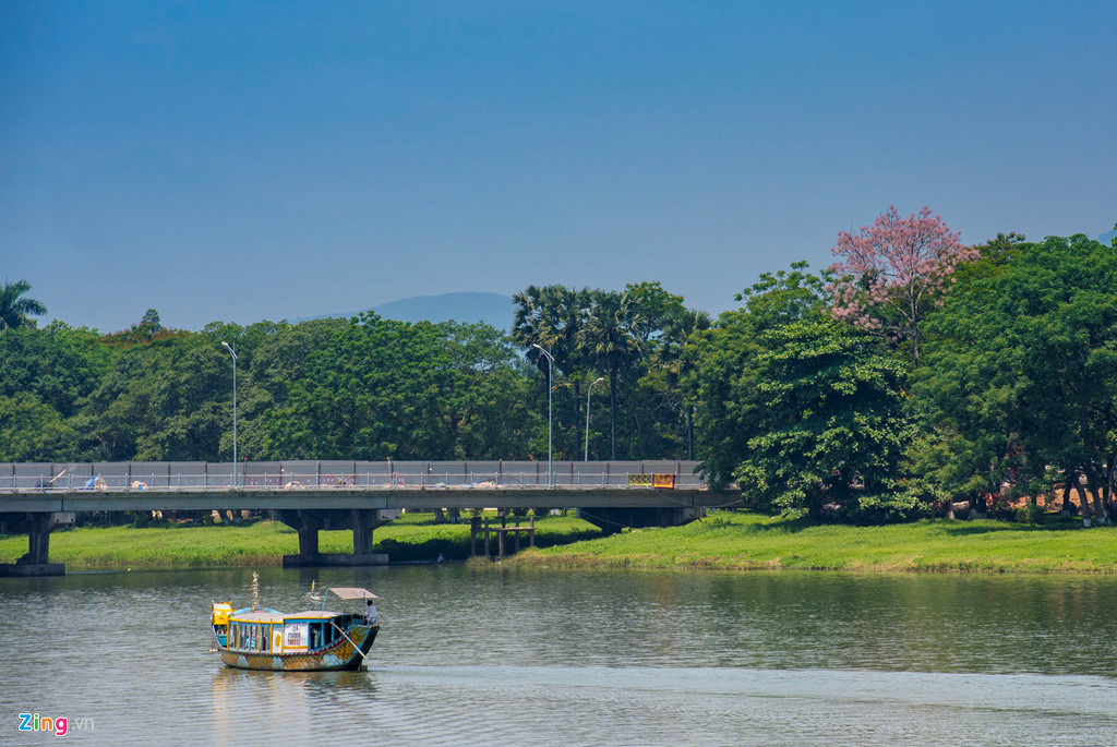 Hiện nay, du khách có thể dễ dàng bắt gặp cây ngô đồng mọc bên dòng Hương Giang ngoài khu vực Hoàng Thành.