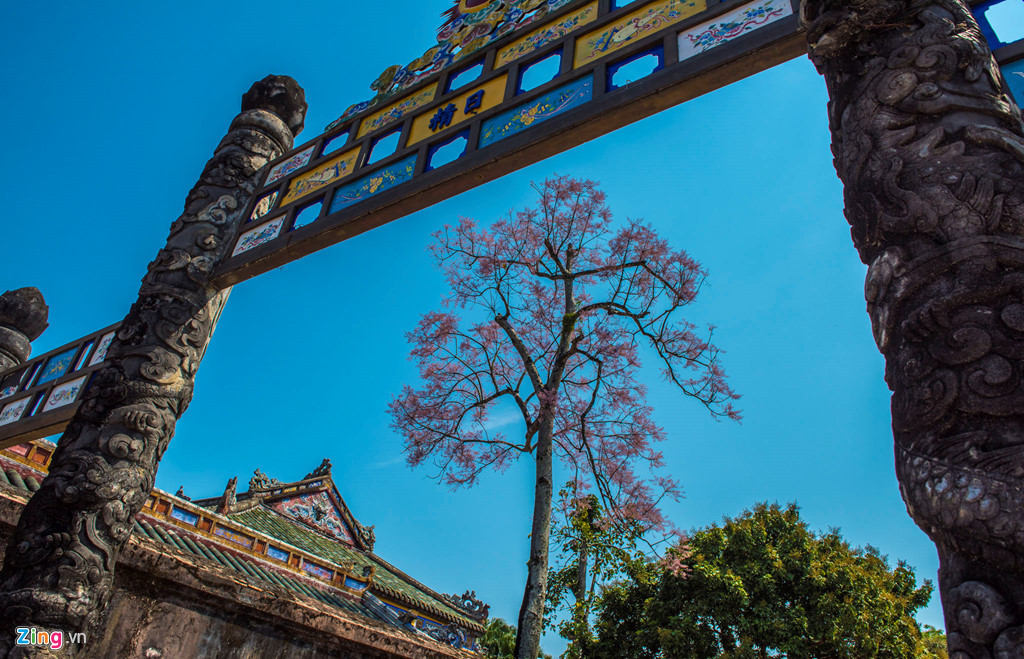 Ngô đồng chủ yếu được trồng xen kẽ, tô điểm các chùa chiền, cung điện trong thành nội.