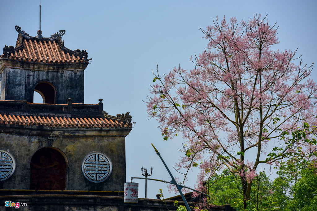 Ở Huế xưa kia, Ngô Đồng chỉ được trồng ở chốn vương giả. Sách Đại Nam nhất thống chí ghi lại: "Các tỉnh ven núi đều có. Đời Minh Mạng được đưa từ Quảng Đông đem về, trồng ở hai bên góc điện Cần Chánh. Lại sai biền binh đem lá lên các núi để tìm khắp, tìm được, đem trồng ở các góc điện".