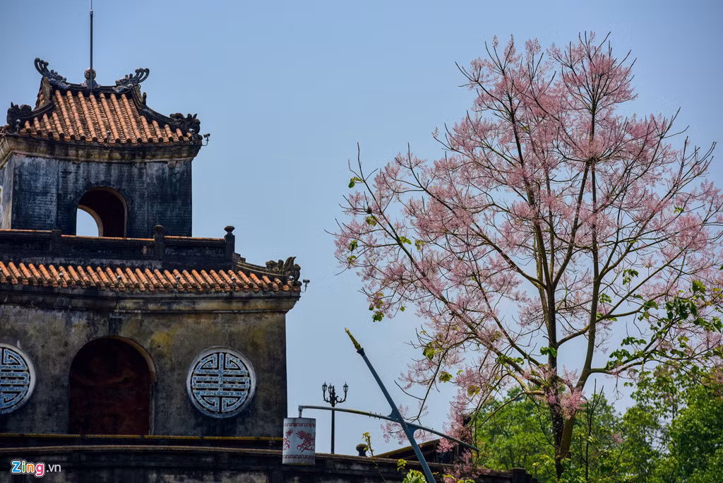 Ở Huế xưa kia, Ngô Đồng chỉ được trồng ở chốn vương giả. Sách Đại Nam nhất thống chí ghi lại: "Các tỉnh ven núi đều có. Đời Minh Mạng được đưa từ Quảng Đông đem về, trồng ở hai bên góc điện Cần Chánh. Lại sai biền binh đem lá lên các núi để tìm khắp, tìm được, đem trồng ở các góc điện".