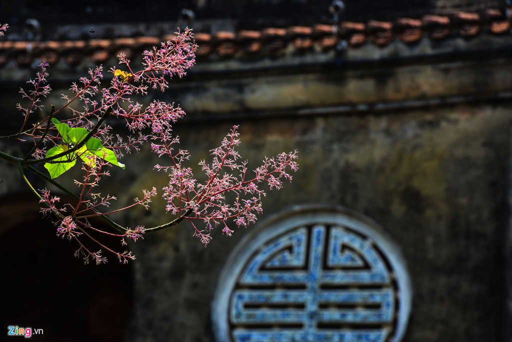 Vào thời kỳ đơm hoa, ngô đông mang vẻ đẹp cuốn hút nhất. Lúc đó, ngô đồng trút hết lá rồi phô kết những chùm hoa nho nhỏ, dày đặc trên cành, từ màu tím nhạt rồi dần ửng hoa cà.