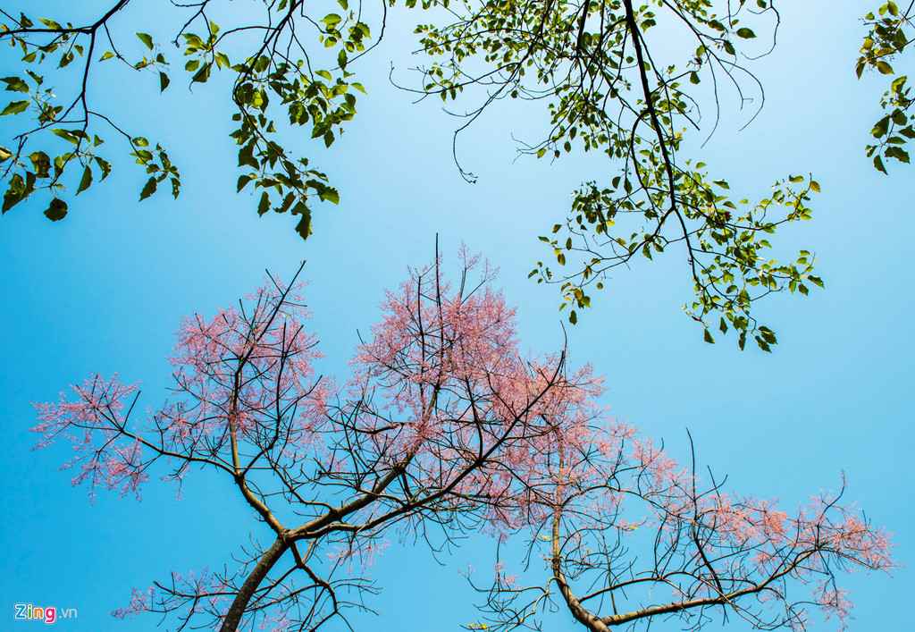 Theo truyền thuyết, thuở xưa, vua Phục Hy tình cờ trông thấy có năm sắc sao rơi xuống cụm ngô đồng và chim phượng hoàng đến đó đậu. Nhà vua biết phụng là chúa của các loài chim, do vậy cây ngô đồng này hấp thụ tinh hoa của trời đất, là một gỗ linh có thể chế được đồ nhã khí, liền cho người hạ cây, cắt làm ba đoạn để phân tam tài (thiên - địa - nhân).