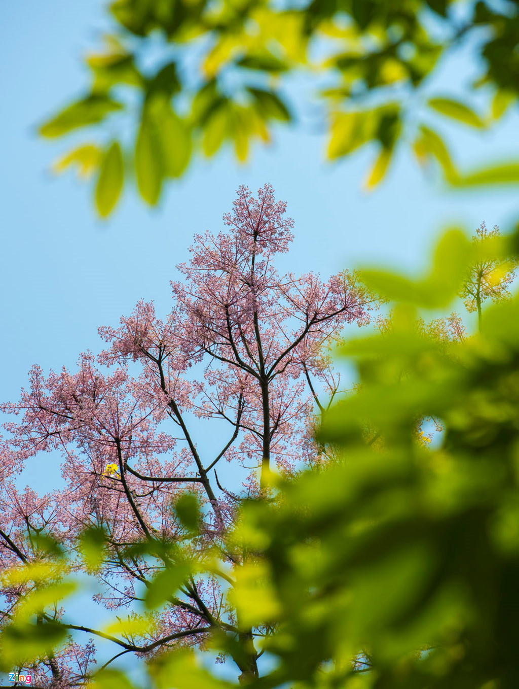 Đến Huế, bạn hãy một lần ngắm xem hoa Ngô Đồng để tự mình chiêm ngưỡng nét vương giả của loài hoa quý phái này, sẽ thấy hương thời gian đọng lại.