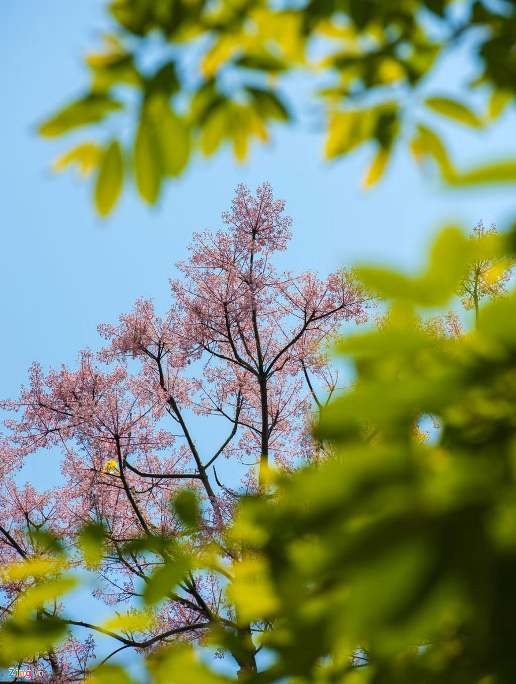 Đến Huế, bạn hãy một lần ngắm xem hoa Ngô Đồng để tự mình chiêm ngưỡng nét vương giả của loài hoa quý phái này, sẽ thấy hương thời gian đọng lại.