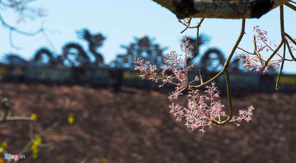 Do xuất phát từ một huyền thoại "vương giả" như vậy, cây ngô đồng xưa kia chỉ trồng những nơi quyền quý thiêng liêng. Đó là trong hoàng thành và ở các lăng vua nhà Nguyễn. Thậm chí, cây ngô đồng quý đến nỗi vua Minh Mạng cho khắc hình lên Du đỉnh của Cửu Đỉnh.