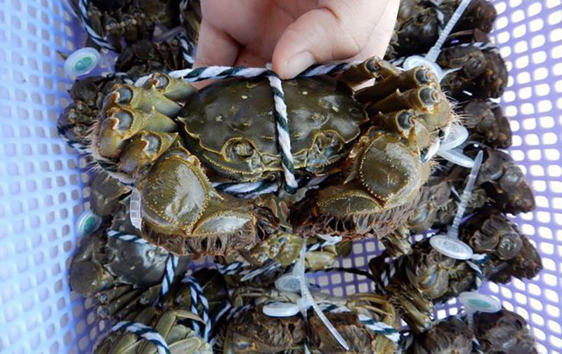 Loai cua 'quy toc' tu Trung Quoc dang do ve cho Viet-Hinh-7