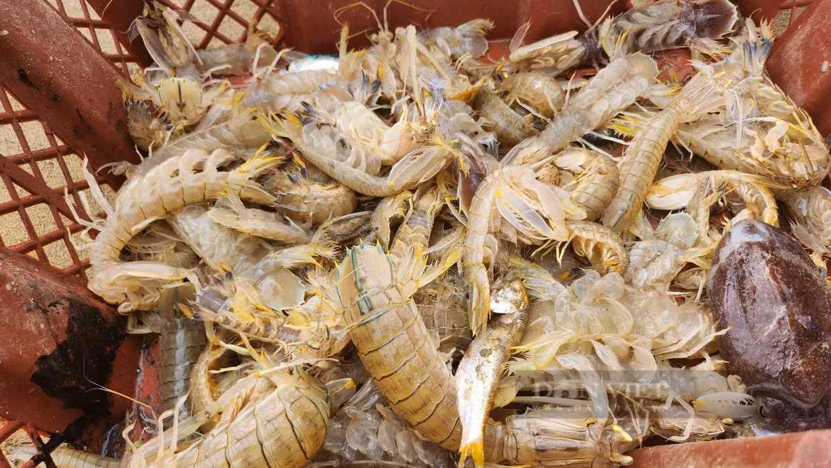 Loai ca khoai ngon o Thanh Hoa, gia ban gan 500.000 dong/kg-Hinh-6