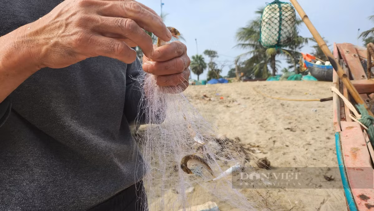 Loai ca khoai ngon o Thanh Hoa, gia ban gan 500.000 dong/kg-Hinh-8