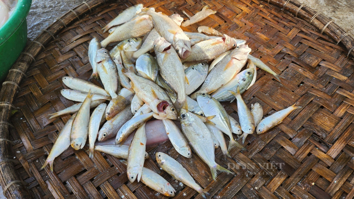 Loai ca khoai ngon o Thanh Hoa, gia ban gan 500.000 dong/kg-Hinh-4