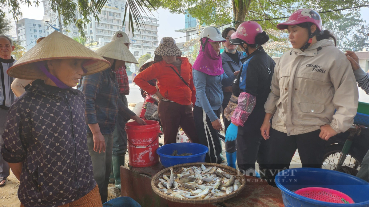 Loai ca khoai ngon o Thanh Hoa, gia ban gan 500.000 dong/kg-Hinh-2