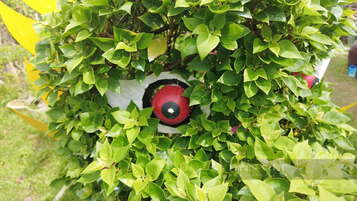 Ngam “dau rong duoi ca” duoc tao tu nhung chau hoa giay-Hinh-3