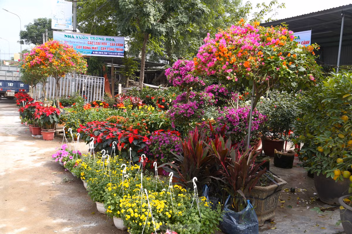 Thời điểm này, các nhà vườn ở làng hoa cây cảnh Kim Phúc (xã Nghi Ân, TP Vinh, Nghệ An) nhập về lượng lớn hoa, cây cảnh phục vụ thị trường Tết. Trong đó, nổi bật là những chậu hoa giấy với đủ kích thước, màu sắc, chủng loại.