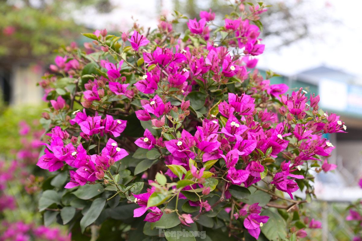 Với ưu thế về màu sắc, hoa nở nhiều, lâu tàn, dễ chăm sóc và có thể chơi lâu dài nên rất nhiều người lựa chọn mua những chậu hoa giấy về chưng Tết.