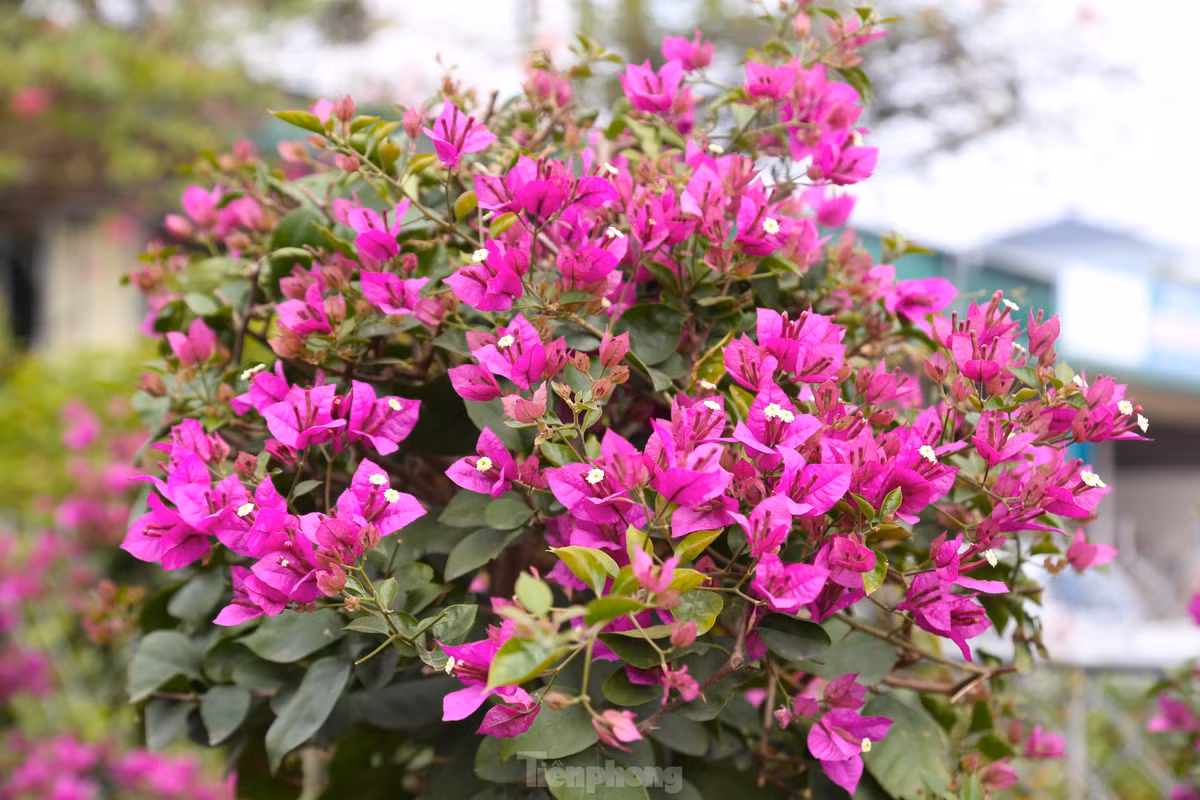 Với ưu thế về màu sắc, hoa nở nhiều, lâu tàn, dễ chăm sóc và có thể chơi lâu dài nên rất nhiều người lựa chọn mua những chậu hoa giấy về chưng Tết.