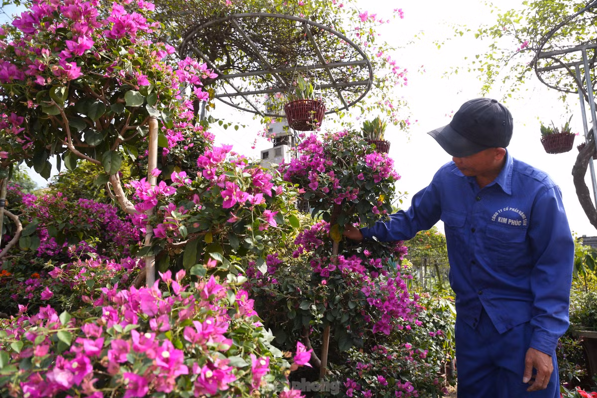 Không sặc sỡ như hoa giấy ngũ sắc, loài hoa giấy bonsai cũng hút người mua bởi giá cả phải chăng, thế độc và nhiều hoa.