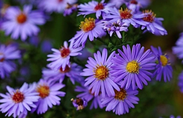 3 con giap khoi dau 2024 vien man, tien cua rung rinh