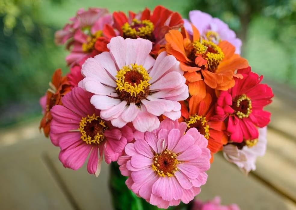 3 con giap khoi dau 2024 vien man, tien cua rung rinh-Hinh-3