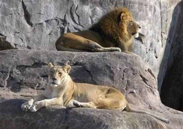 Tai sao su tu chet trong tu nhien khong bao gio tim thay xac?