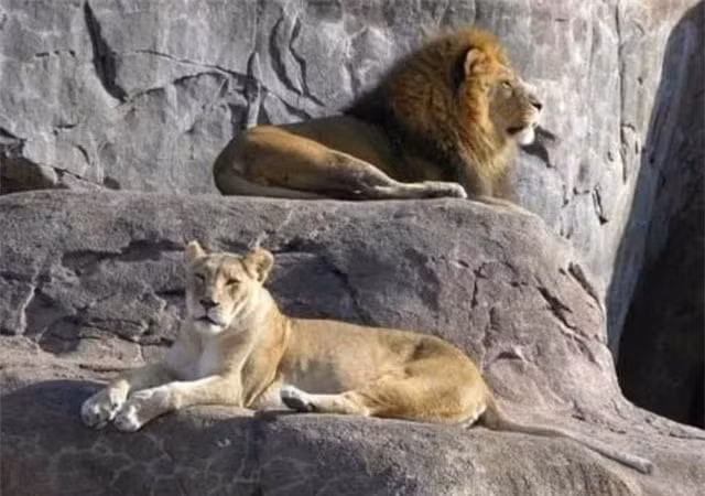 Tai sao su tu chet trong tu nhien khong bao gio tim thay xac?