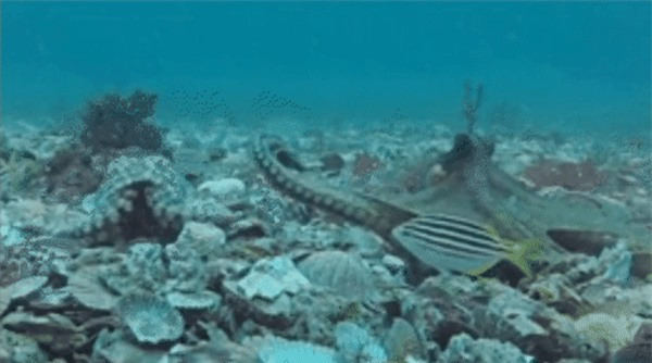 Thoi quen ky la cua sinh vat thong minh nhat dai duong