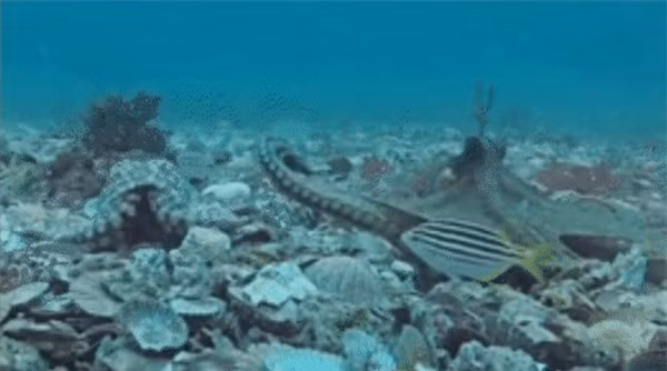 Thoi quen ky la cua sinh vat thong minh nhat dai duong