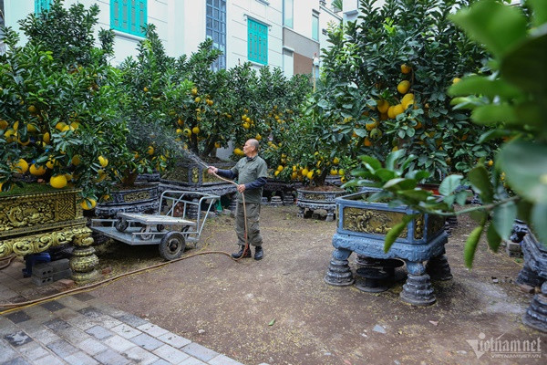 ể phục vụ nhu cầu chơi cây cảnh của người dân dịp Tết Giáp Thìn, dịp này vườn nhà ông Thắng có khoảng 200 gốc bưởi, là loại được ghép quả công phu, đem lại giá trị kinh tế cao. Hiện gần 100 gốc bưởi được vận chuyển tới đường Lạc Long Quân bày bán.