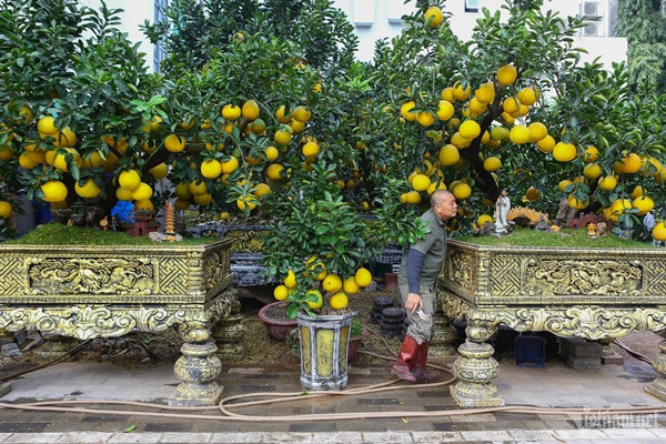 iá bưởi cảnh dao động từ 2 triệu đồng trở lên, tùy thuộc vào kích thước. Những cây to, gốc đẹp, sai trái có giá từ 60-70 triệu đồng.