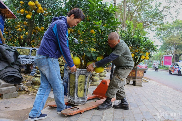 o số lượng cây nhiều, vườn luôn có từ 2-3 nhân công để chăm sóc, vận chuyển. Thời điểm này, nhà vườn đang hoàn tất những công đoạn chăm sóc cuối cùng trước khi giao cho khách. Nếu thuận lợi, vườn bưởi cảnh của ông Thắng năm nay dự kiến có doanh thu tiền tỷ.