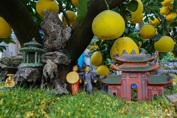 ưởi Diễn là giống bưởi được ông Thắng cũng như nhiều nhà vườn khác lựa chọn để kinh doanh. "Vì bưởi Diễn chơi bền quả. Nhiều người hay chọn loại này để thắp hương", ông giải thích.