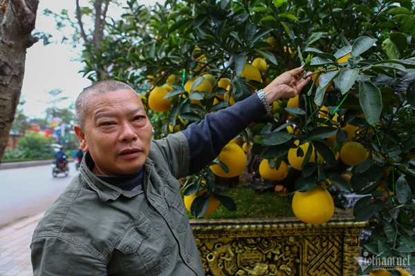 ng Thắng khoe chồi non mới mọc của một gốc bưởi. "Đây là dấu hiệu cây khỏe mạnh, phát triển tốt", ông khẳng định.