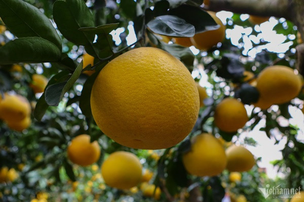 ể có được những gốc bưởi phát triển đều, đẹp, trĩu quả đúng dịp Tết, ông Thắng ghép quả từ tháng 4. "Năm nay thời tiết khá thuận lợi, tỷ lệ thành công đạt 40-60%. Tôi thu mua phôi từ các tỉnh mang về chăm sóc, gây dựng gốc, rồi sau đó là ghép quả. Tiền vốn cũng vài tỷ đồng", ông Thắng cho hay.