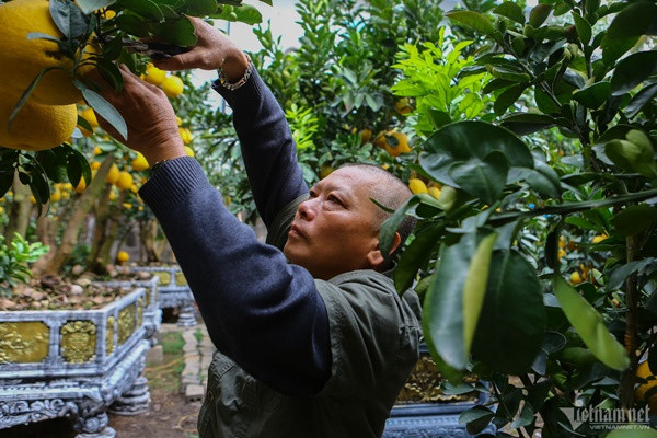 Khách chơi cây bao giờ cũng tập trung vào 3 yếu tố để chọn. Một là họ nhìn gốc cây có dáng thế đẹp, các cây dáng trực (cây mọc thẳng), dáng siêu (thân cây siêu dần về phía trái, phải, siêu từ gốc đến ngọn). Hai là người ta sẽ nhìn lá xanh tốt, dày, đủ cả lá non, già. Cuối cùng là nhìn quả bưởi căng, tròn và vàng bóng", ông chia sẻ.