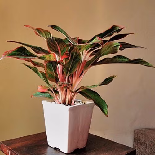 Nhung loai hoa, cay canh mang y nghia tai loc cho gia chu-Hinh-4