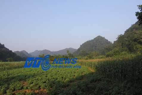 Rừng rậm vẫn tràn ra tận cánh đồng ở Thành Yên.