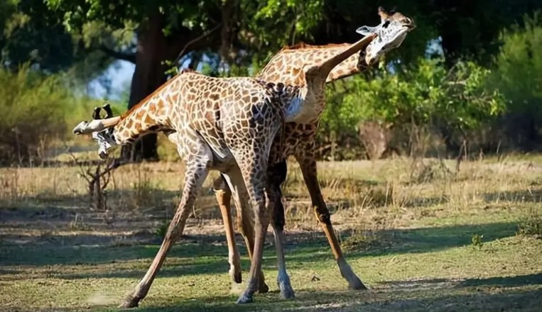 Nhiều lợi thế độc đáo từ chiếc cổ cực dài của hươu cao cổ - Hình 2 Nhieu loi the doc dao tu chiec co cuc dai cua huou cao co-Hinh-2