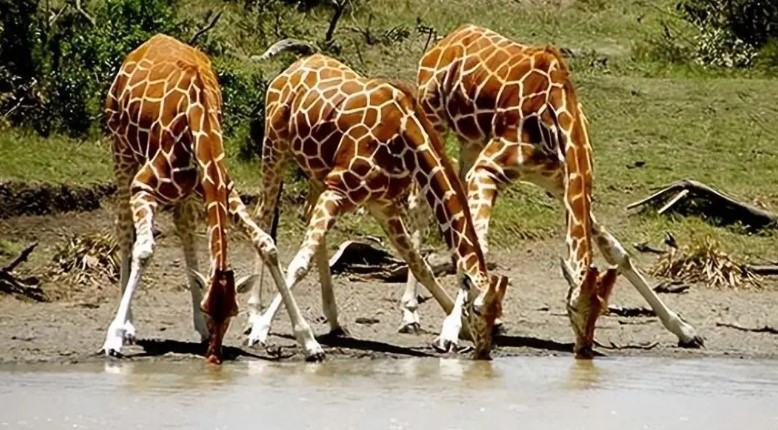 Nhiều lợi thế độc đáo từ chiếc cổ cực dài của hươu cao cổ Nhieu loi the doc dao tu chiec co cuc dai cua huou cao co