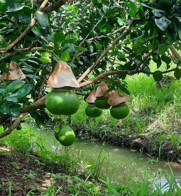 Theo anh Tâm, năm nay năng suất các loại quả tạo hình đạt thấp do thời tiết bất lợi, mưa nhiều, trái non bị hỏng số lượng lớn.