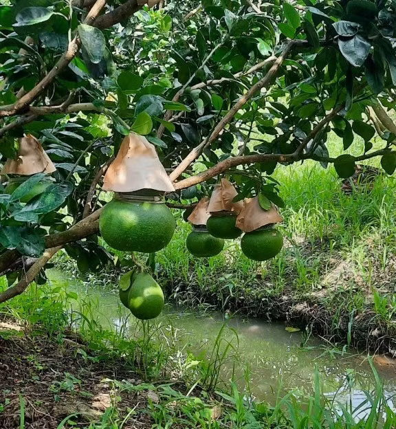 Theo anh Tâm, năm nay năng suất các loại quả tạo hình đạt thấp do thời tiết bất lợi, mưa nhiều, trái non bị hỏng số lượng lớn.