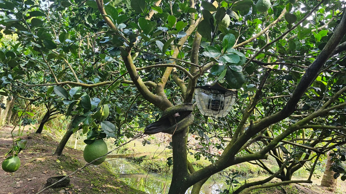 Tạo hình bưởi hình thỏi vàng.