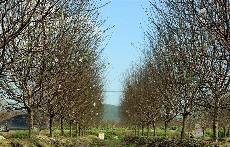 Những ngày giáp Tết, người trồng đào phai kép xã Quảng Chính thêm tất bật hơn bởi hoạt động chăm sóc, mua bán, chuyên chở đào tết.